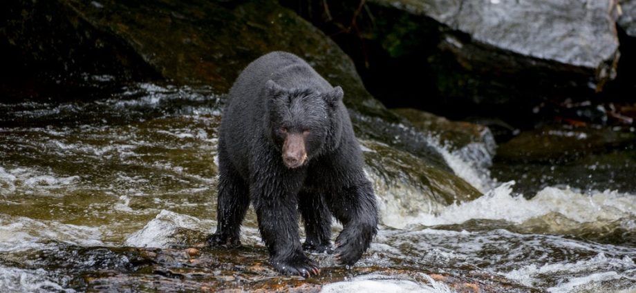 park-service-will-let-alaska-hunters-bait-bears-with-doughnuts