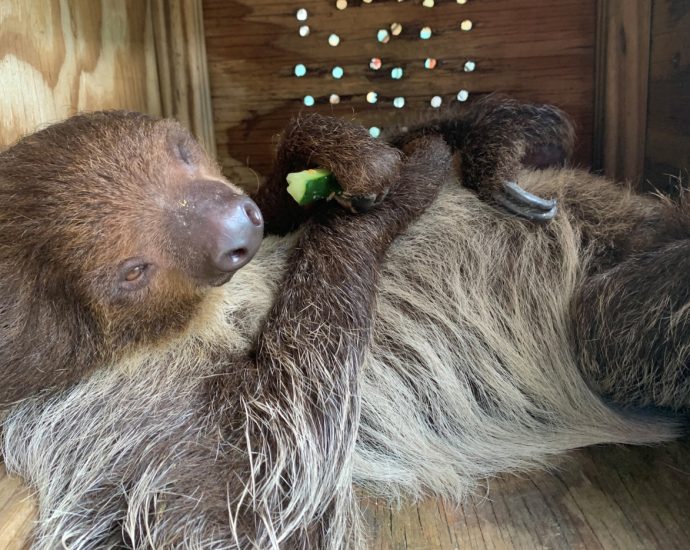 federal-lawmakers-to-introduce-bipartisan-bill-to-ban-wild-sloth-imports