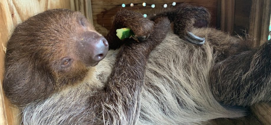 federal-lawmakers-to-introduce-bipartisan-bill-to-ban-wild-sloth-imports