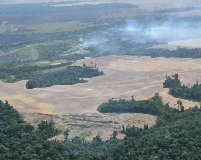 the-world-bank-has-withdrawn-a-major-loan-to-an-agribusiness-tied-to-deforestation 
