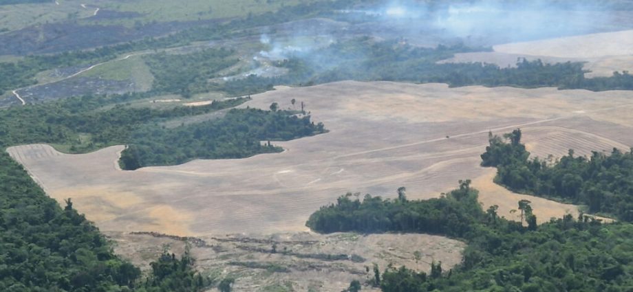 the-world-bank-has-withdrawn-a-major-loan-to-an-agribusiness-tied-to-deforestation