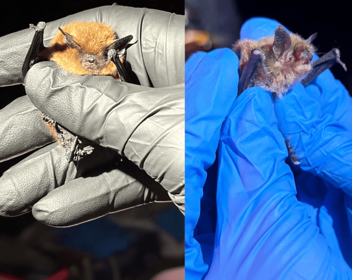 Expert ‘bat wranglers’ put GPS trackers on California’s bats