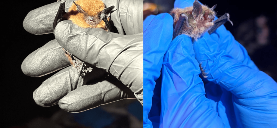 Expert ‘bat wranglers’ put GPS trackers on California’s bats