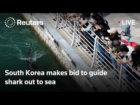 live:-south-korea-makes-bid-to-guide-shark-out-to-sea
