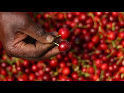 south-africa-looks-to-unlock-china’s-cherry-market-as-us-relations-droop