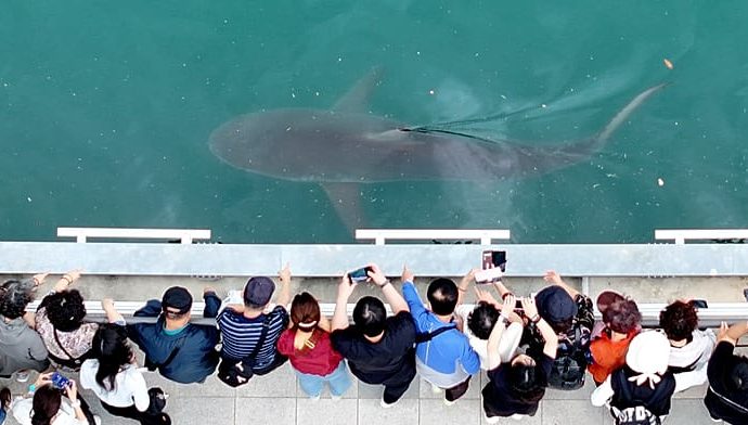 large-crowds-watch-as-rescuers-try-to-save-stranded-shark-in-south-korea