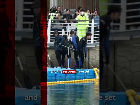 rescue-attempt-of-shark-stranded-in-south-korea-canal.-#shark-#bbcnews