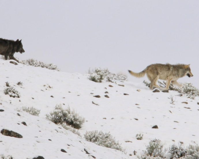 the-future-of-wolf-protections-in-the-west-hangs-on-the-ninth-circuit