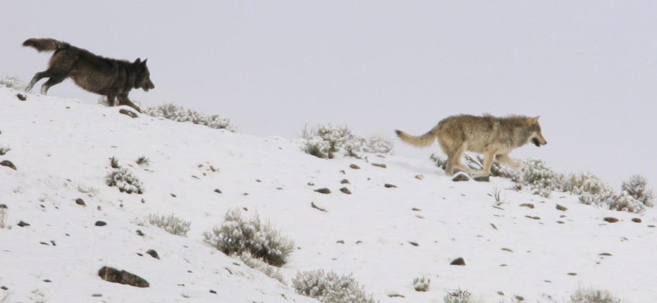 the-future-of-wolf-protections-in-the-west-hangs-on-the-ninth-circuit