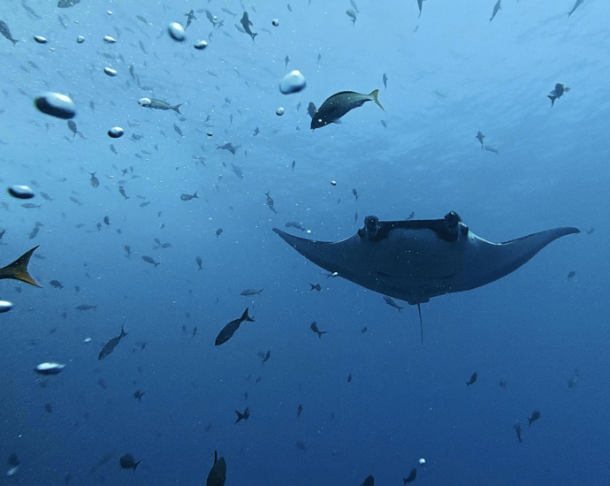 Baby manta rays stick to the shallows to avoid sharks and orca