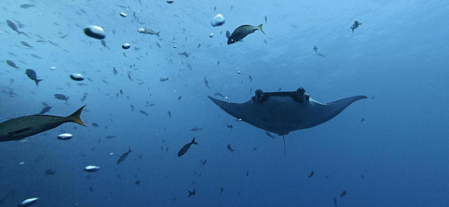 Baby manta rays stick to the shallows to avoid sharks and orca