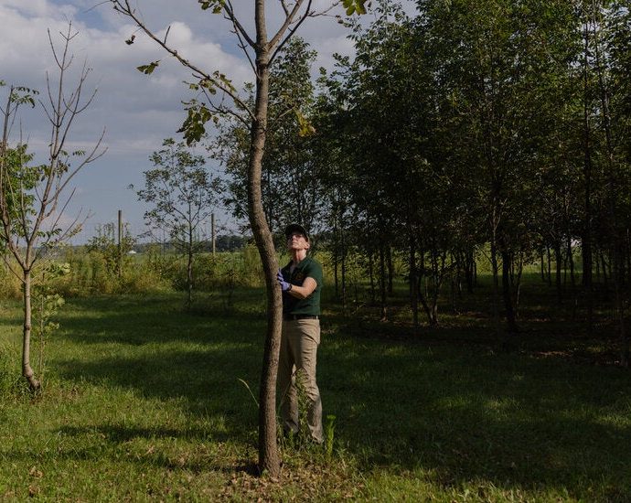 the-overlapping-plagues-quietly-devastating-american-forests