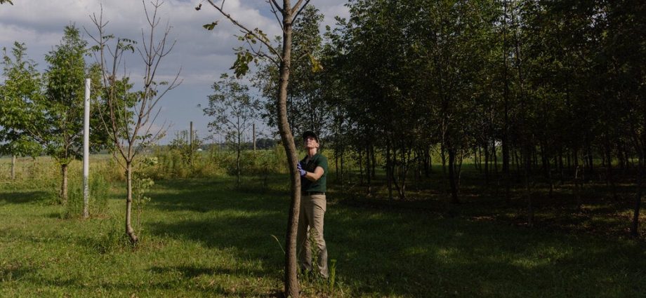 the-overlapping-plagues-quietly-devastating-american-forests