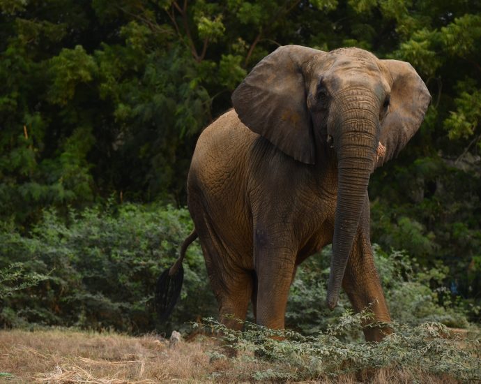 keeping-madhubala-alive:-the-fight-for-karachi’s-captive-elephants