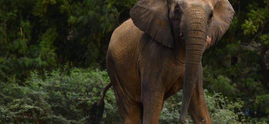 keeping-madhubala-alive:-the-fight-for-karachi’s-captive-elephants