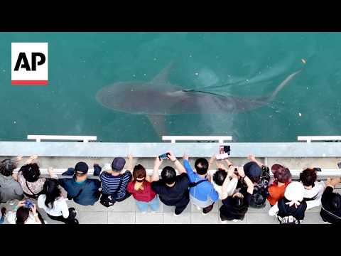 noise,-light-and-electricity-may-be-keeping-a-shark-trapped-in-a-south-korea-canal,-expert-says