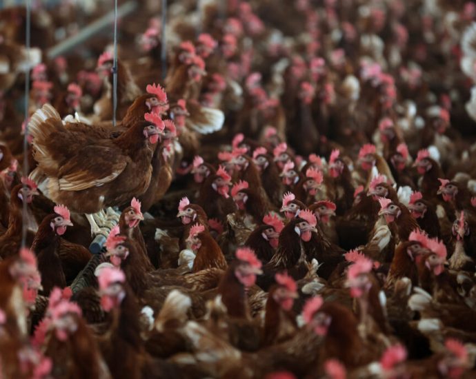 the-locations-of-north-carolina’s-industrial-poultry-farms-have-been-a-secret—until-now
