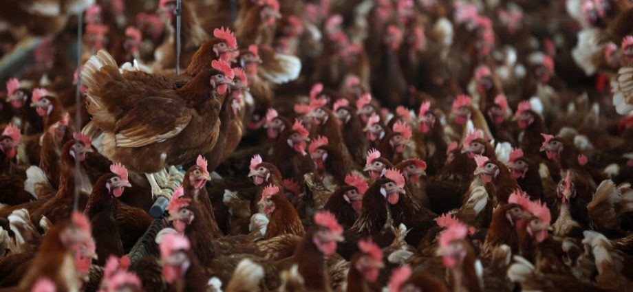 the-locations-of-north-carolina’s-industrial-poultry-farms-have-been-a-secret—until-now