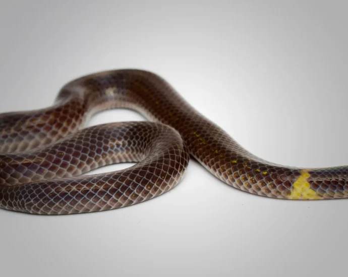 these-tiny-snakes-roll-four-times-faster-than-they-slither