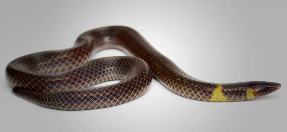 these-tiny-snakes-roll-four-times-faster-than-they-slither