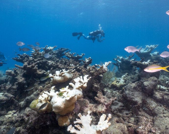 iucn.-red-list-classifies-most-shallow-coral-reefs-as-critically-endangered