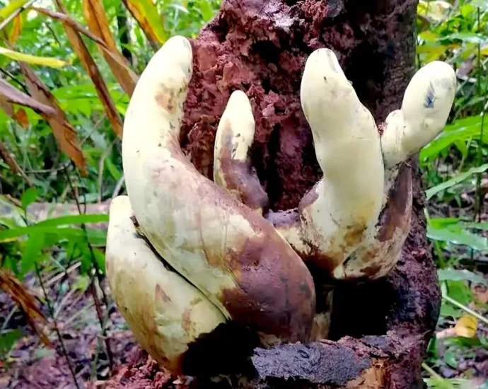 chinese-scientists-discover-“d-rex,”-a-giant-fungus-with-roots-stretching-back-65-million-years