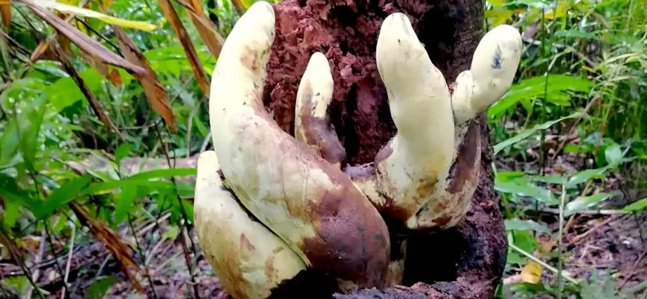 chinese-scientists-discover-“d-rex,”-a-giant-fungus-with-roots-stretching-back-65-million-years