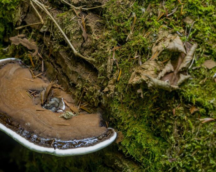 fungi-get-their-own-global-conservation-strategy