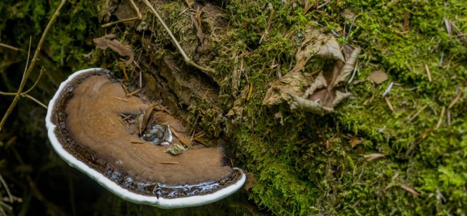 fungi-get-their-own-global-conservation-strategy