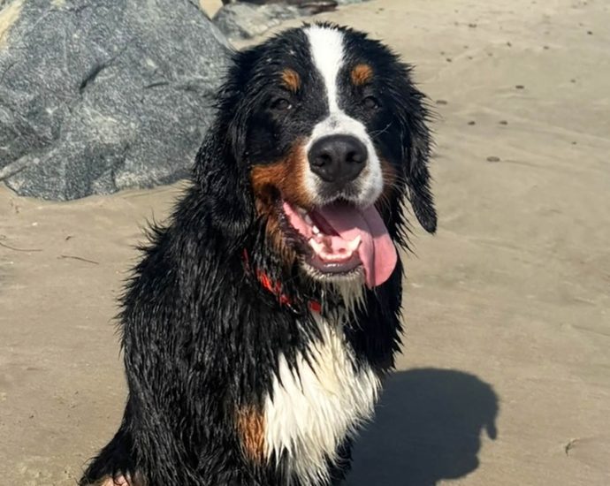 california-bill-targets-negligent-pet-boarding-facilities-after-dog’s-viral-death