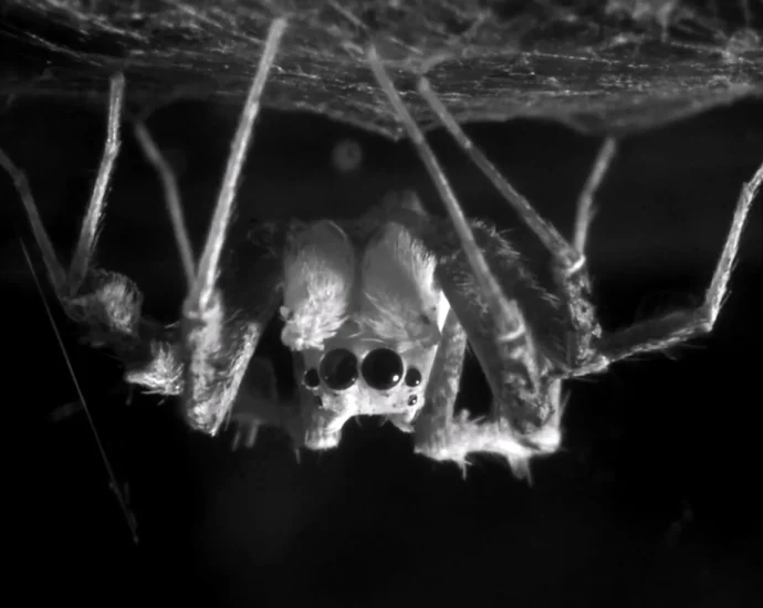 do-spiders-dream?-scientists-just-found-a-surprising-clue