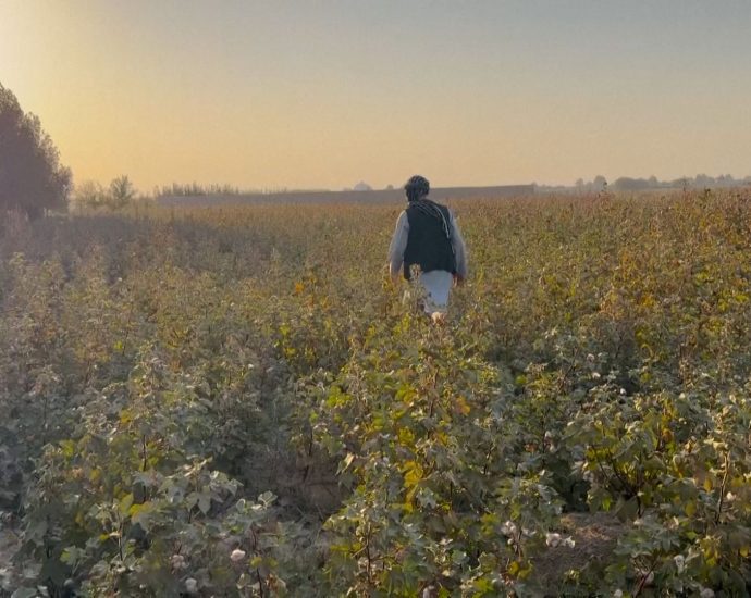 title:-afghan-farmers-pushed-to-opium-farming-to-make-a-living