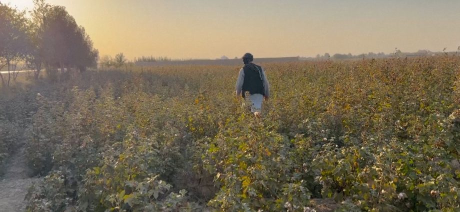 title:-afghan-farmers-pushed-to-opium-farming-to-make-a-living