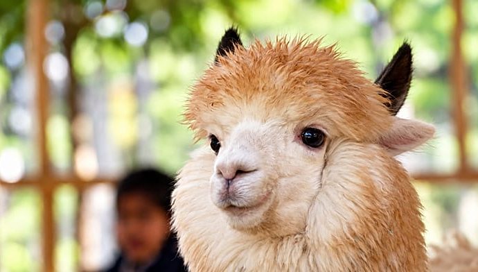 pakistan:-islamabad-zoo-introduces-‘coffee-with-alpaca’-attraction