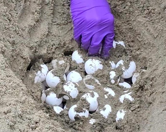 california’s-first-sea-turtle-eggs-could-hatch-any-day-now.-biologists-prepare-for-the-‘frenzy’