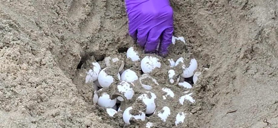california’s-first-sea-turtle-eggs-could-hatch-any-day-now.-biologists-prepare-for-the-‘frenzy’