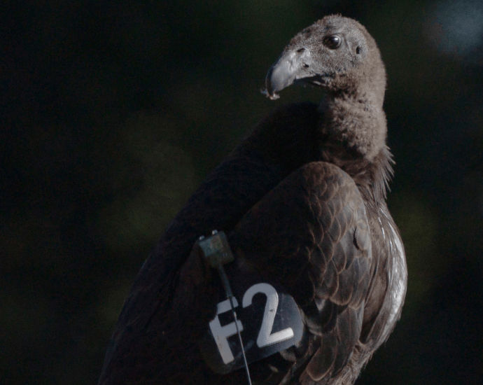 Seven young condors released in northern California