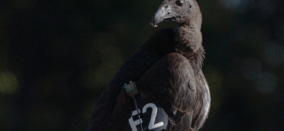 Seven young condors released in northern California