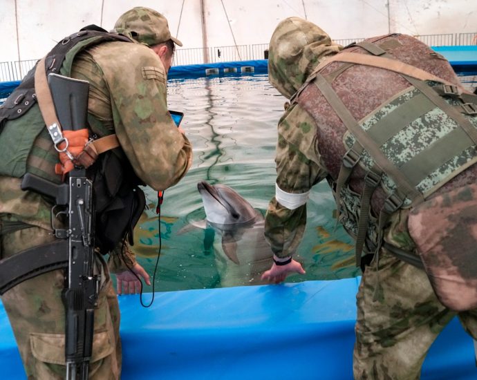 dead-dolphins,-naval-mines:-russia-ukraine-war-destroys-the-black-sea