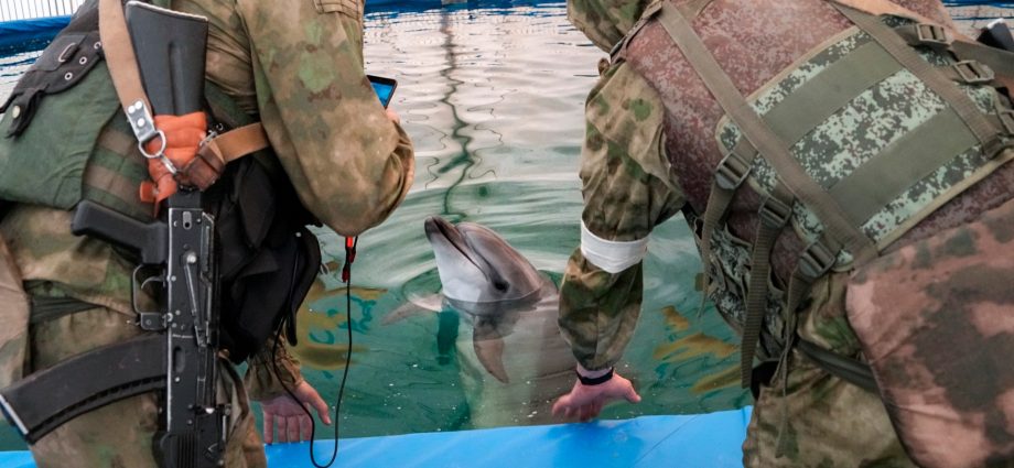 dead-dolphins,-naval-mines:-russia-ukraine-war-destroys-the-black-sea