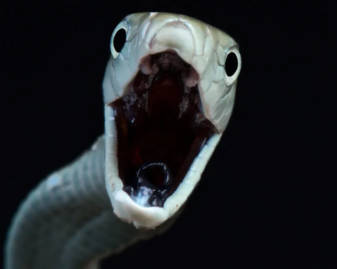 scientists-reveal-a-hidden-snakebite-crisis-killing-up-to-513,000-people-a-year